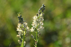 Albuca virens