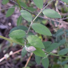 Lathyrus vestitus
