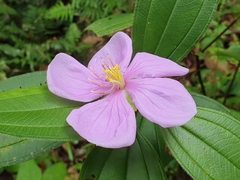 Melastoma