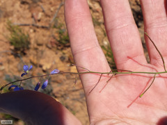 Heliophila macowaniana