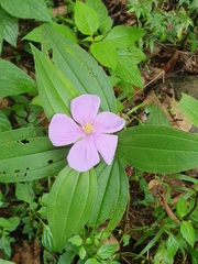Melastoma