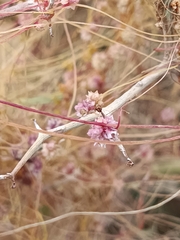 Cuscuta approximata