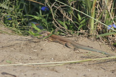 Aspidoscelis guttatus