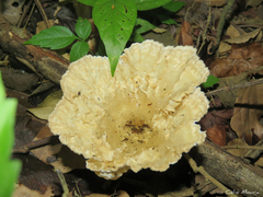 Cymatoderma