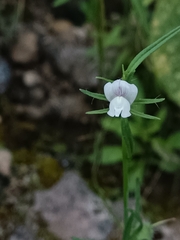 Misopates calycinum