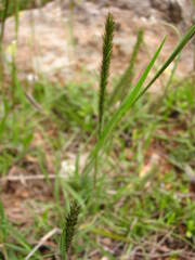 Alopecurus myosuroides