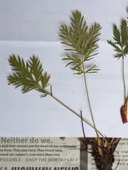 Potentilla litoralis