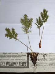 Potentilla litoralis