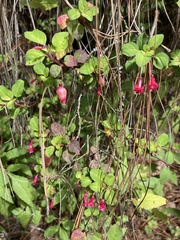 Fuchsia microphylla