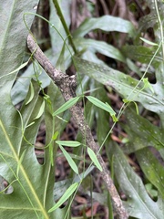 Orthosia scoparia