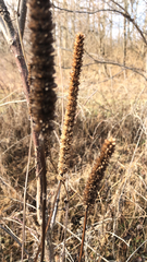 Agastache nepetoides