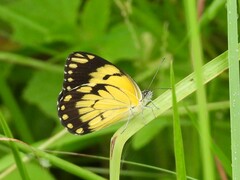 Belenois creona