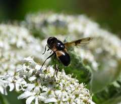 Volucella pellucens