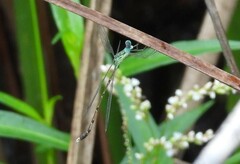 Lestes uncifer