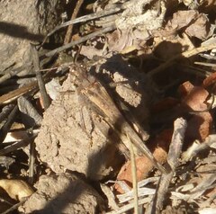 Acrotylus insubricus