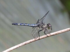 Chalcostephia flavifrons