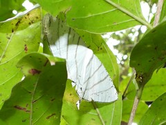 Urapteroides recurvata