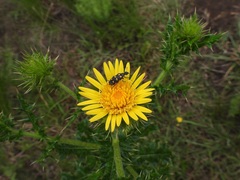 Berkheya radula