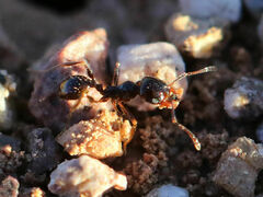 Pheidole xerophila
