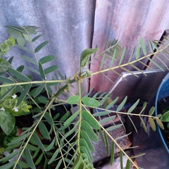 Tipuana tipu