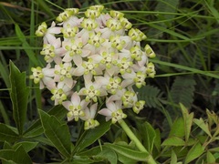 Asclepias albens