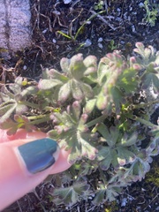 Delphinium variegatum