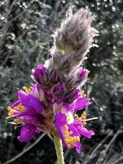 Dalea searlsiae