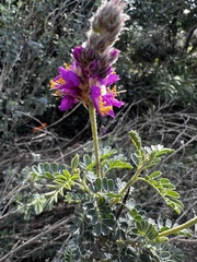Dalea searlsiae