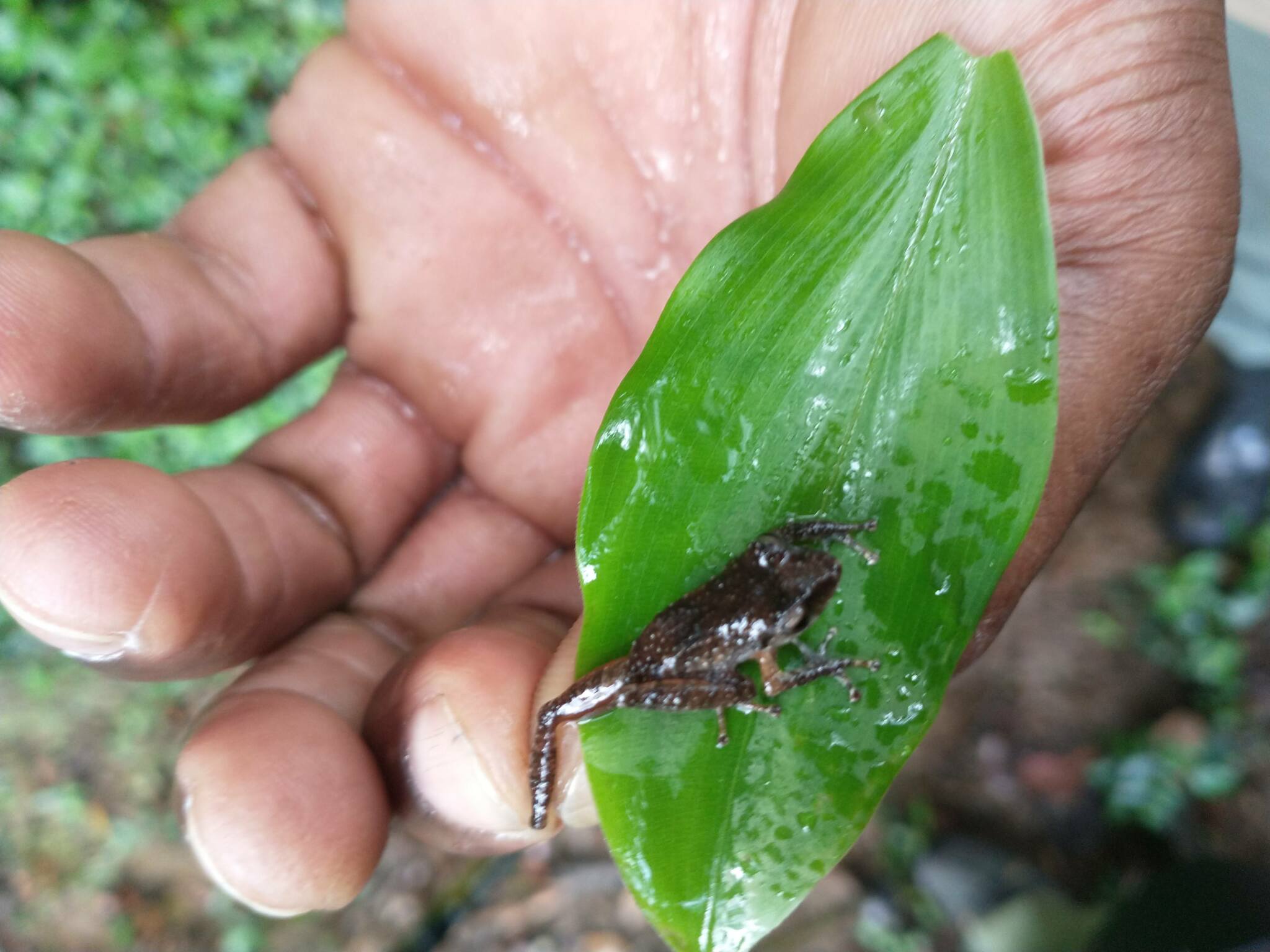 Saint Vincent Frog