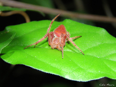 Eriophora edax