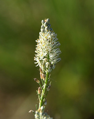 Albuca virens