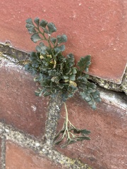 Asplenium ruta-muraria