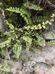 Asplenium trichomanes