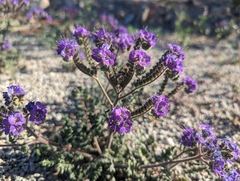 Phacelia crenulata