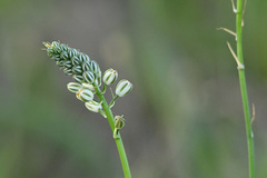 Albuca virens