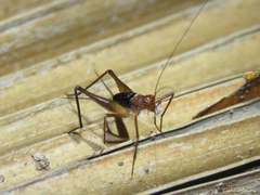 Paragryllinae