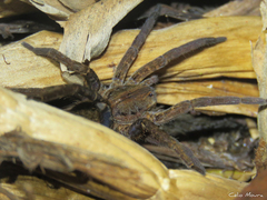 Ancylometes concolor