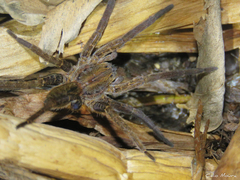 Ancylometes concolor