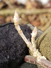 Ribes americanum