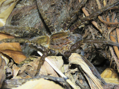 Ancylometes concolor