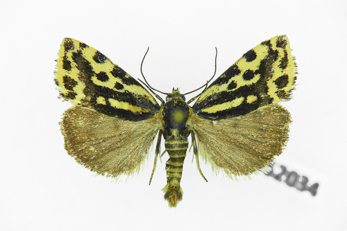 Taškuotasis Pelėdgalviukas nuotrauka