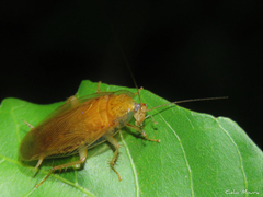 Pseudophyllodromiinae