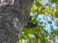 Pygarrhichas albogularis