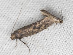 Cephitinea obscurostrigella