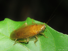 Pseudophyllodromiinae