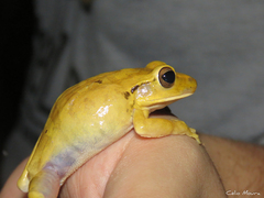 Boana raniceps