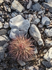 Echinomastus johnsonii