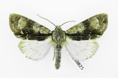 Acronicta alni