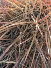 Echinomastus johnsonii