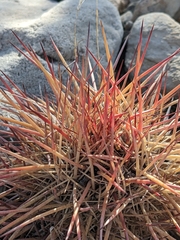 Echinomastus johnsonii